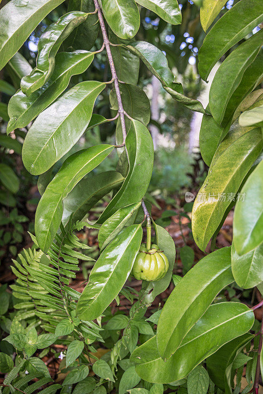 马拉巴尔罗望子的果实和叶子，Garcinia atroviridis